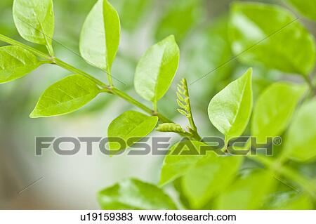 Japanese ash View Large Photo Image Stock Image - Japanese ash. Fotosearch