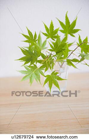 Picture - Maple leaves in a glass. Fotosearch