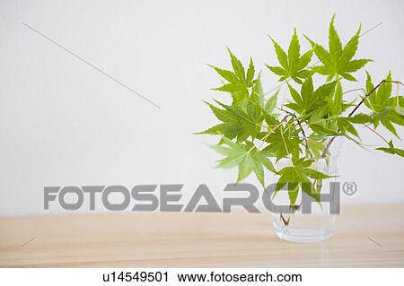 Stock Image - Maple leaves in a glass. Fotosearch