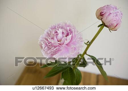 Stock Image - Peony. Fotosearch