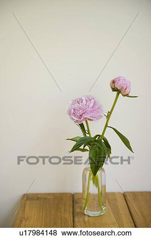 Stock Photo - Peony. Fotosearch