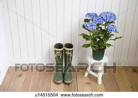 Picture - Rain boots and hydrangea. Fotosearch