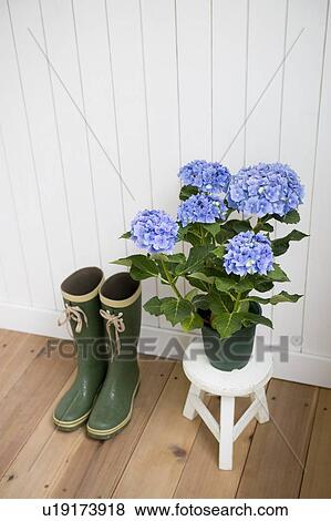 Stock Photo - Rain boots and hydrangea. Fotosearch