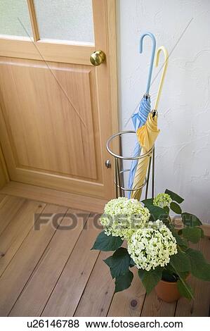 Stock Photo - Umbrella stand and hydrangea in front of door. Fotosearch