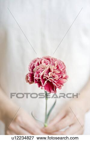 Stock Photo - Woman holding carnation flower. Fotosearch