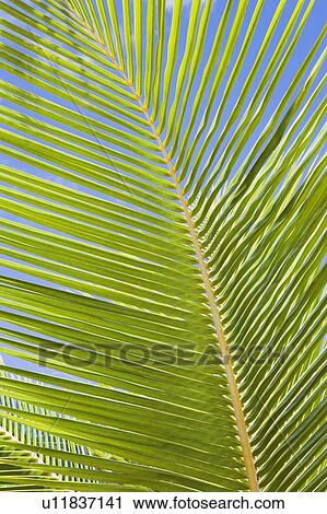 Stock Image - Close-up of a palm leaf. Fotosearch