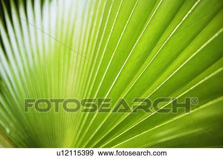 Close-up of a palm leaf View Large Photo Image Stock Photo - Close-up of a palm leaf. Fotosearch