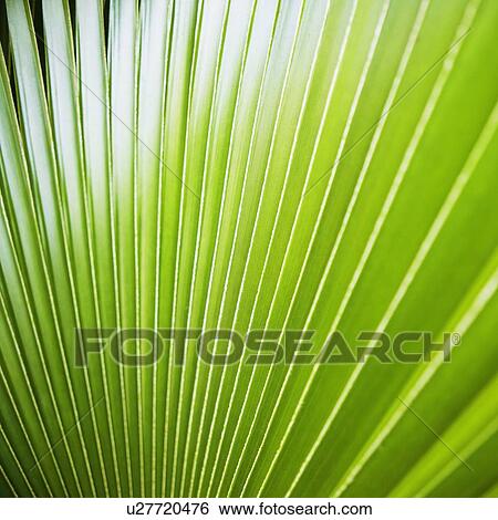 Close-up of a palm leaf View Large Photo Image Stock Photograph - Close-up of a palm leaf. Fotosearch