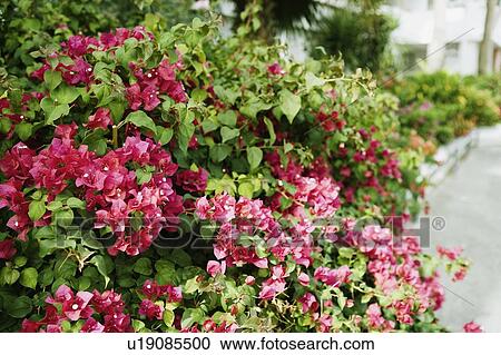 Close-up of azalea flowers View Large Photo Image Stock Image - Close-up of azalea flowers. Fotosearch