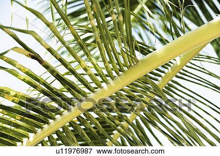 Close-up of palm leaves View Large Photo Image Stock Photo - Close-up of palm leaves. Fotosearch