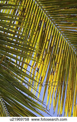 Stock Photo - Close-up of palm leaves. Fotosearch