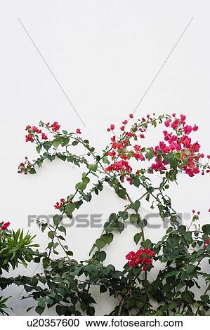 Close-up of pink flowers on plants View Large Photo Image Stock Image - Close-up of pink flowers on plants. Fotosearch