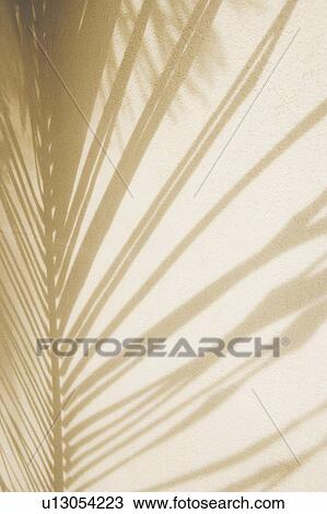 Stock Image - Close-up of shadow of a palm leaf on a wall. Fotosearch