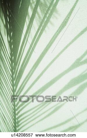 Stock Photo - Close-up of shadow of a palm leaf on a wall. Fotosearch