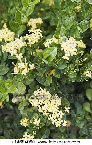 Stock Image - Close-up of yellow flowers. Fotosearch