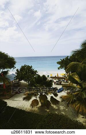 Stock Image - High angle view of trees on the beach. Fotosearch