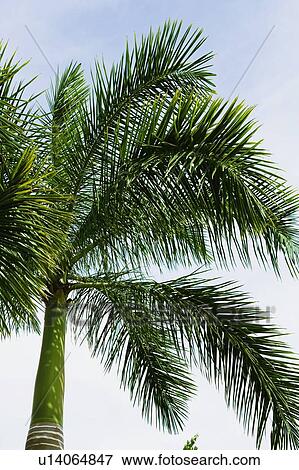 Stock Photo - Low angle view of a palm tree. Fotosearch