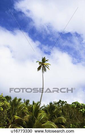Stock Image - Tall palm tree in a forest. Fotosearch
