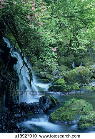 Stock Image - "Azalea and Mountain Stream, Akita, Japan". Fotosearch