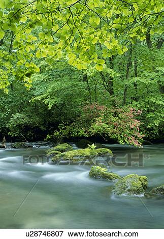 "Azalea and Mountain Stream, Aomori, Japan" View Large Photo Image Stock Photo - "Azalea and Mountain Stream, Aomori, Japan". Fotosearch