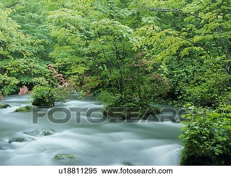 Stock Photography - "Azalea and Mountain Stream, Aomori, Japan". Fotosearch