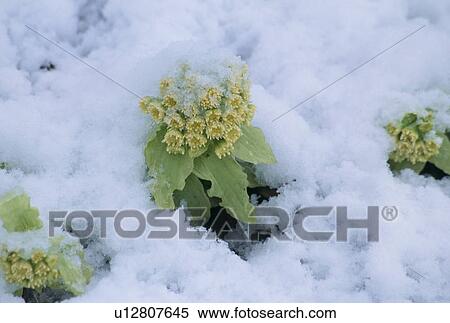 Stock Photography - Butterbur Scape. Fotosearch