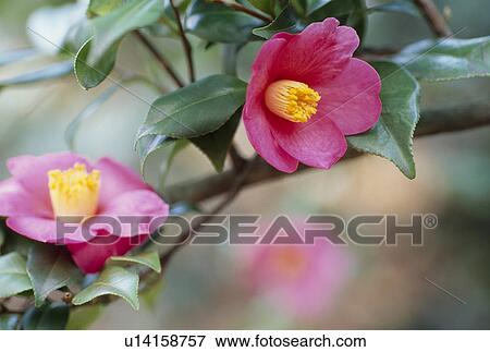 Stock Photo - Camellia. Fotosearch