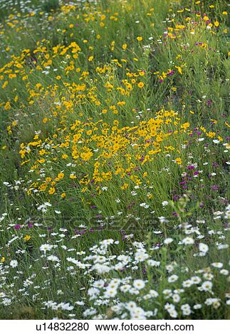 "Coreopsis, Yamanashi, Japan" View Large Photo Image Stock Image - "Coreopsis, Yamanashi, Japan". Fotosearch