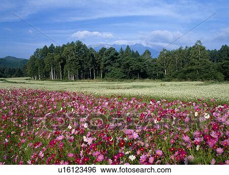 Stock Photograph - "Cosmos and Buckwheat Flower, Nagano, Japan". Fotosearch