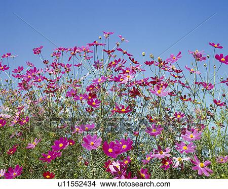 "Cosmos and Sky, Shizuoka, Japan" View Large Photo Image Picture - "Cosmos and Sky, Shizuoka, Japan". Fotosearch