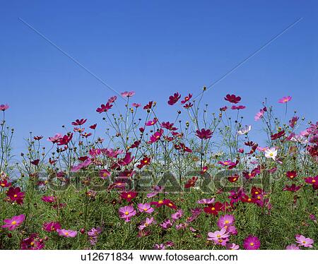 Picture - "Cosmos and Sky, Shizuoka, Japan". Fotosearch