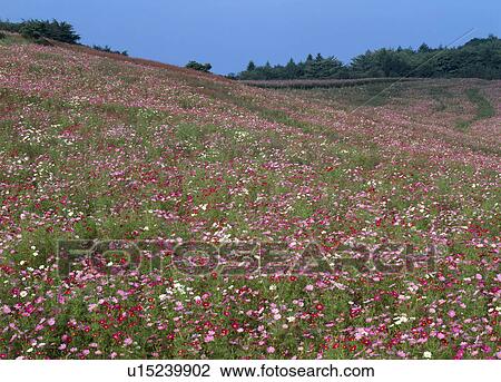 "Cosmos Flower Garden, Nagano, Japan" View Large Photo Image Stock Image - "Cosmos Flower Garden, Nagano, Japan". Fotosearch