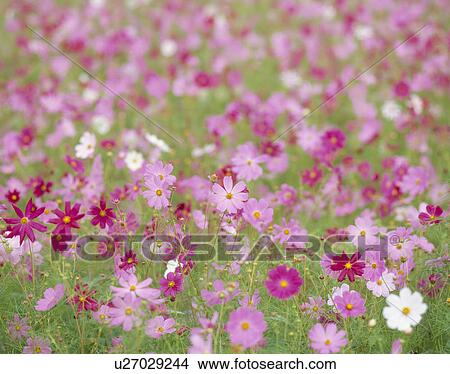 Picture - "Cosmos Flower Garden, Yamanashi, Japan". Fotosearch