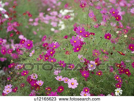 Stock Image - "Cosmos Flower Garden, Yamanashi, Japan". Fotosearch