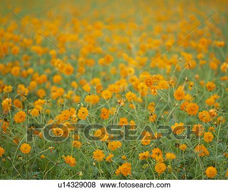 Stock Photo - "Cosmos Flower Garden, Yamanashi, Japan". Fotosearch