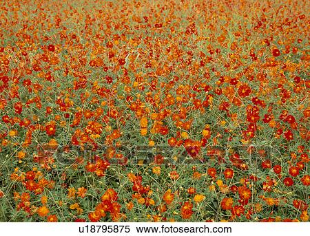 Stock Photography - "Cosmos Flower Garden, Yamanashi, Japan". Fotosearch