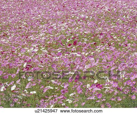 Cosmos Jardin Fleur Yamanashi Japan Banque De Photo