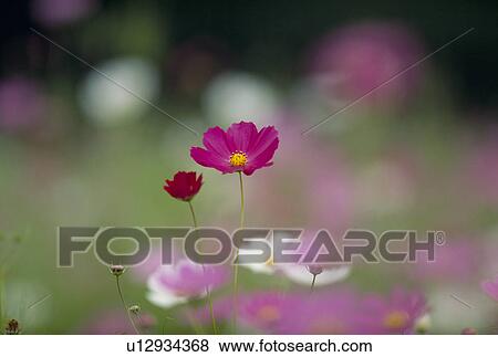 Stock Photo - Cosmos. Fotosearch