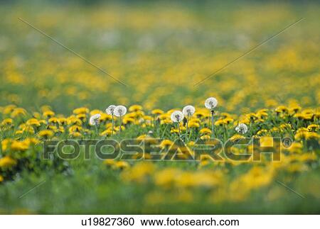Stock Image - Dandelion. Fotosearch
