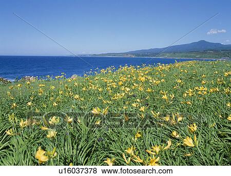 "Daylily and Grassland, Aomori, Japan" View Large Photo Image Stock Photo - "Daylily and Grassland, Aomori, Japan". Fotosearch