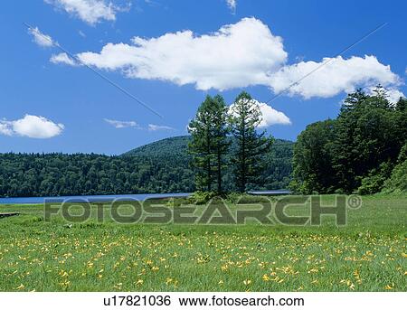 "Daylily and Grassland, Fukushima, Japan" View Large Photo Image Stock Photograph - "Daylily and Grassland, Fukushima, Japan". Fotosearch