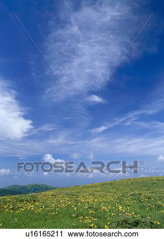 Stock Image - "Daylily and Grassland, Nagano, Japan". Fotosearch