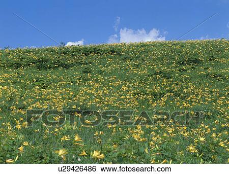 Stock Photograph - "Daylily and Grassland, Nagano, Japan". Fotosearch