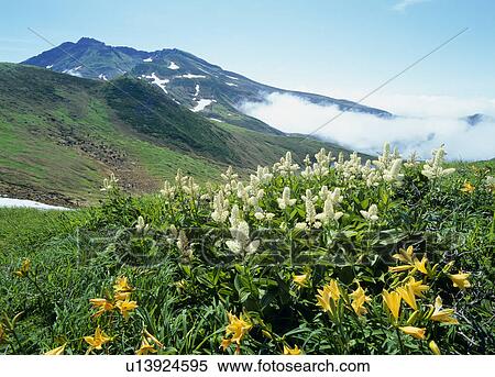 Stock Photography - "Daylily and Veratrium Stamineum, Yamagata, Japan". Fotosearch