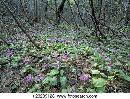 "Dogtooth Violet, Aomori, Japan" View Large Photo Image Stock Photo - "Dogtooth Violet, Aomori, Japan". Fotosearch