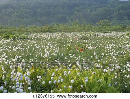 Stock Photography - "Eriophorum and Grassland, Akita, Japan". Fotosearch