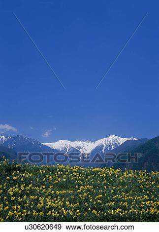 Stock Photo - "Field of Daffodil, Nagano, Japan". Fotosearch