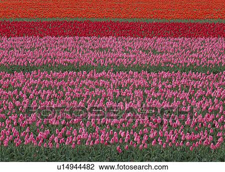 Stock Image - "Field of Tulip, Niigata, Japan". Fotosearch