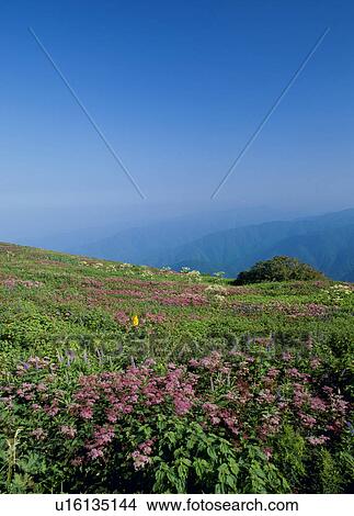 Picture - "Filipendula Multijuga and Grassland, Shiga, Japan". Fotosearch