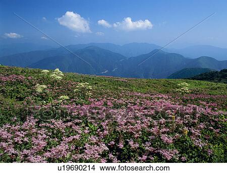 Picture - "Filipendula Multijuga and Grassland, Shiga, Japan". Fotosearch